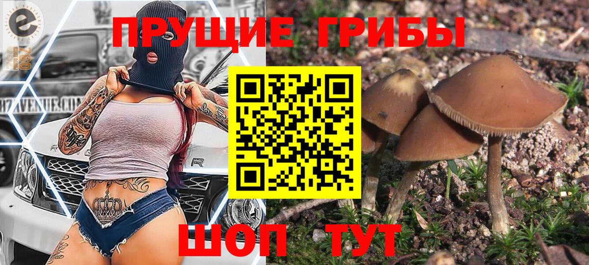 Вязники  Псилоцибиновые грибы прущие грибы  Вход с VPN  Галлюциногенные грибы GOLDEN TEACHER 